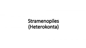 Stramenopiles Heterokonta a Vacuolar form showing a large