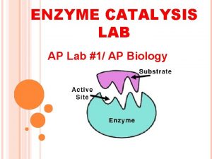 ENZYME CATALYSIS LAB AP Lab 1 AP Biology