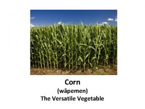 Corn wpemen The Versatile Vegetable Parts of a