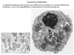 Componenti citoplasmatici Guardando il citoplasma al microscopio sono