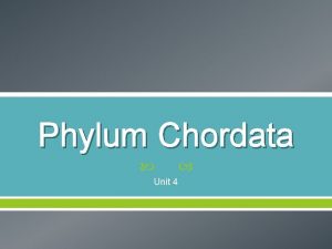 Phylum Chordata Unit 4 Video Introduction Phylum Chordata