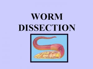 WORM DISSECTION NAMING Kingdom ANIMALIA Phylum Annelida little