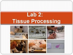 Lab 2 Tissue Processing Objectives What is tissue