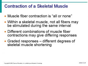 Contraction of a Skeletal Muscle fiber contraction is
