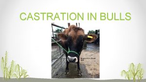 CASTRATION IN BULLS Subtle What is castration The