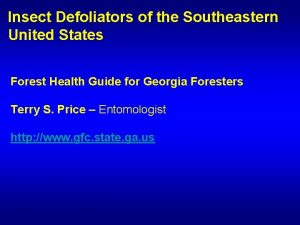 Insect Defoliators of the Southeastern United States Forest