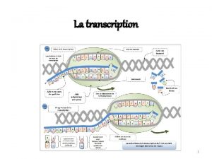 La transcription 1 Dfinition Cest un processus molculaire