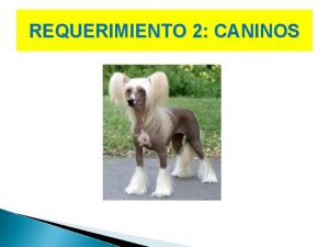 REQUERIMIENTO 2 CANINOS REQUERIMIENTO de CANINOS Nutricin individualizada