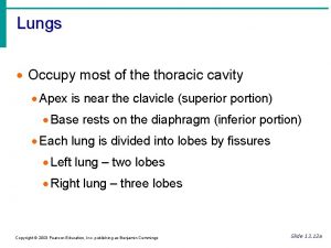 Lungs Occupy most of the thoracic cavity Apex