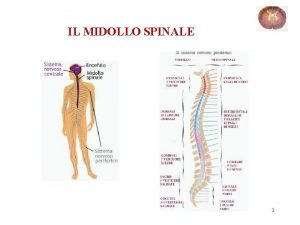 IL MIDOLLO SPINALE 1 LE MENINGI Proteggono sia