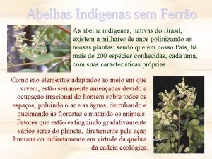 Abelhas Indgenas sem Ferro As abelha indgenas nativas