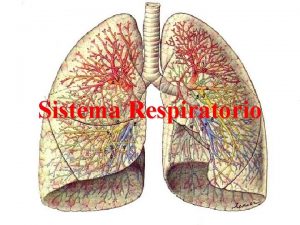 Sistema Respiratorio ESQUEMA APARATO RESPIRATORIO CAVIDAD NASAL NARIZ