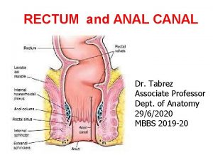 RECTUM and ANAL CANAL Dr Tabrez Associate Professor