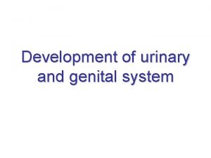 Development of urinary and genital system Origins intermediate