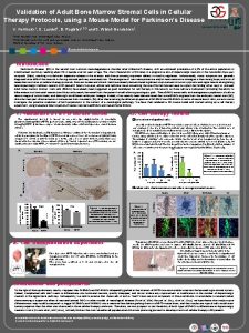 Validation of Adult Bone Marrow Stromal Cells in