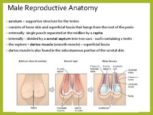 Male Reproductive Anatomy scrotum supportive structure for the