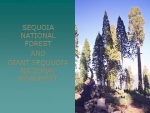 SEQUOIA NATIONAL FOREST AND GIANT SEQUUOIA NATIONAL MONUMENT