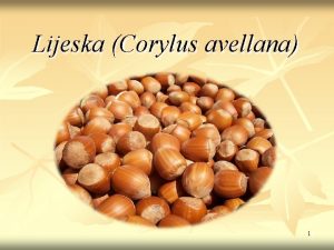 Lijeska Corylus avellana 1 Znaaj i porijeklo lijeske