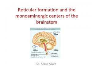 Reticular formation and the monoaminergic centers of the