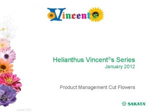 Helianthus Vincents Series January 2012 Product Management Cut