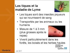 Les tiques et la maladie de Lyme Les