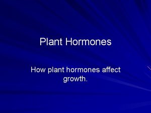 Plant Hormones How plant hormones affect growth Auxins