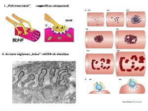 I Poliinnervci specifikus szinapszisok BDNF II Az izom