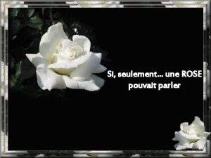 Si seulement une ROSE pouvait parler Que de