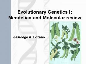Evolutionary Genetics I Mendelian and Molecular review George