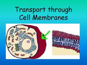 Transport through Cell Membranes Transport through cell membranes