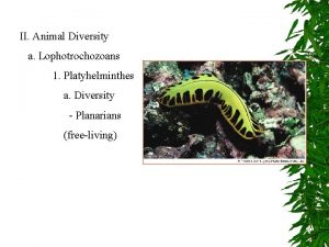 II Animal Diversity a Lophotrochozoans 1 Platyhelminthes a