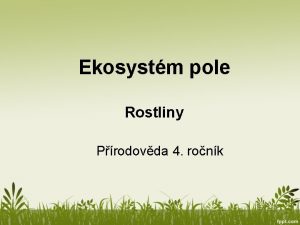 Ekosystm pole Rostliny Prodovda 4 ronk Ekosystm pole