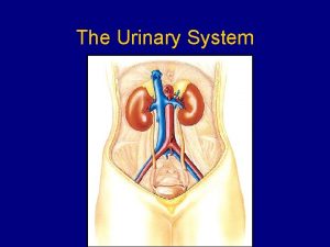 The Urinary System Functions of the Urinary System