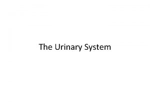 The Urinary System Tubular Reabsorption when water and