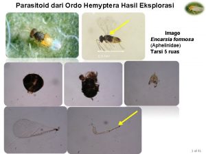 Parasitoid dari Ordo Hemyptera Hasil Eksplorasi 0 5