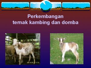 Perkembangan ternak kambing dan domba Perkembangan Kambing di