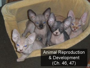 Animal Reproduction Development Ch 46 47 A homunculus