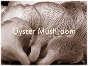 Oyster Mushroom Spawn Oyster mushrooms are grown from