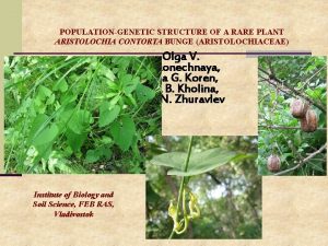 POPULATIONGENETIC STRUCTURE OF A RARE PLANT ARISTOLOCHIA CONTORTA