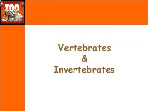 Vertebrates Invertebrates Classification of Animals Vertebrates Invertebrates Vertebrates