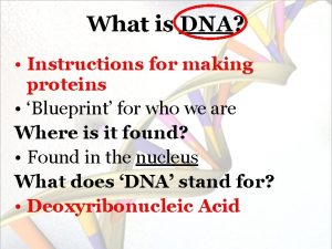 What is DNA Instructions for making proteins Blueprint