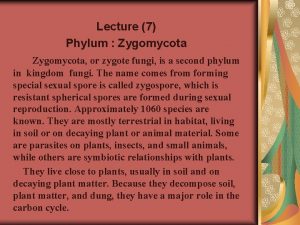 Lecture 7 Phylum Zygomycota or zygote fungi is