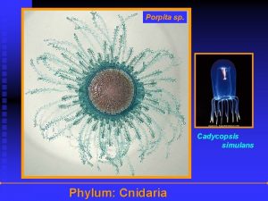 Porpita sp Cadycopsis simulans Phylum Cnidaria Phylum Cnidaria