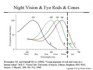 Night Vision Eye Rods Cones Bowmaker J K