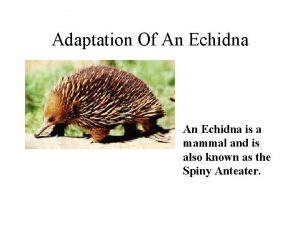 Adaptation Of An Echidna is a mammal and