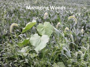 Managing Weeds Timeliness of weed control Weeds are