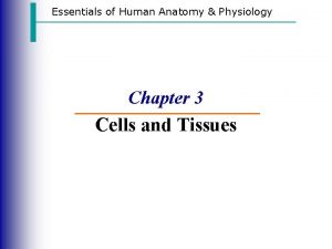 Essentials of Human Anatomy Physiology Chapter 3 Cells