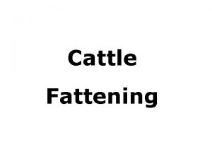 Cattle Fattening Young animals Adequate management and feeding