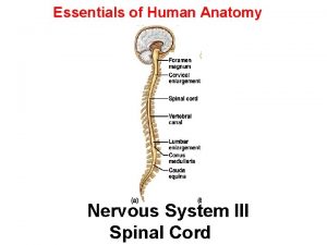 Essentials of Human Anatomy Nervous System III Spinal