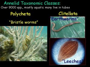 Annelid Taxonomic Classes Over 9000 spp mostly aquatic